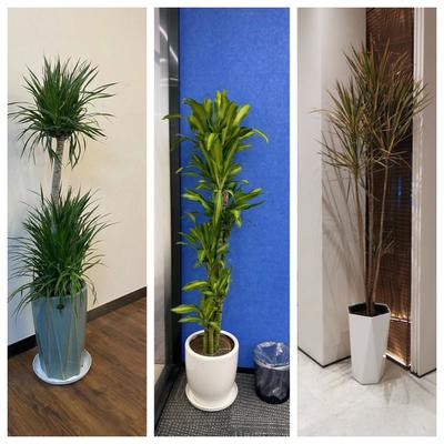 天津綠植租擺公司谷鑫亞泰租賃公司寫字樓綠植出租公司